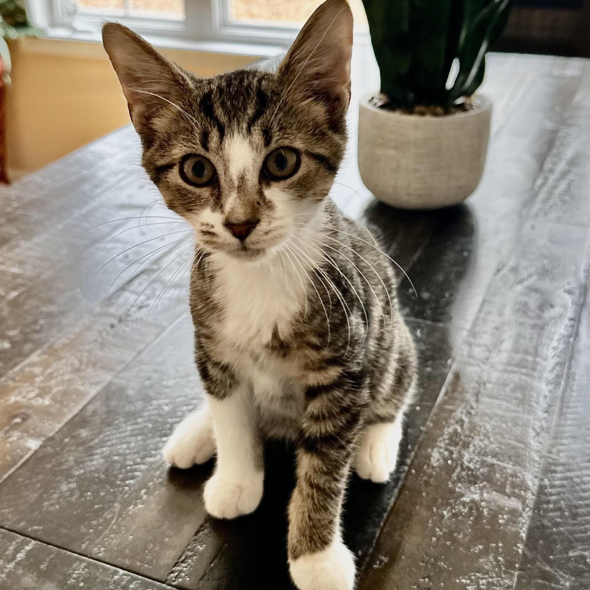 Mars - bonded pair, a Adoptable mixed breed in Norfolk, VA image 6/6