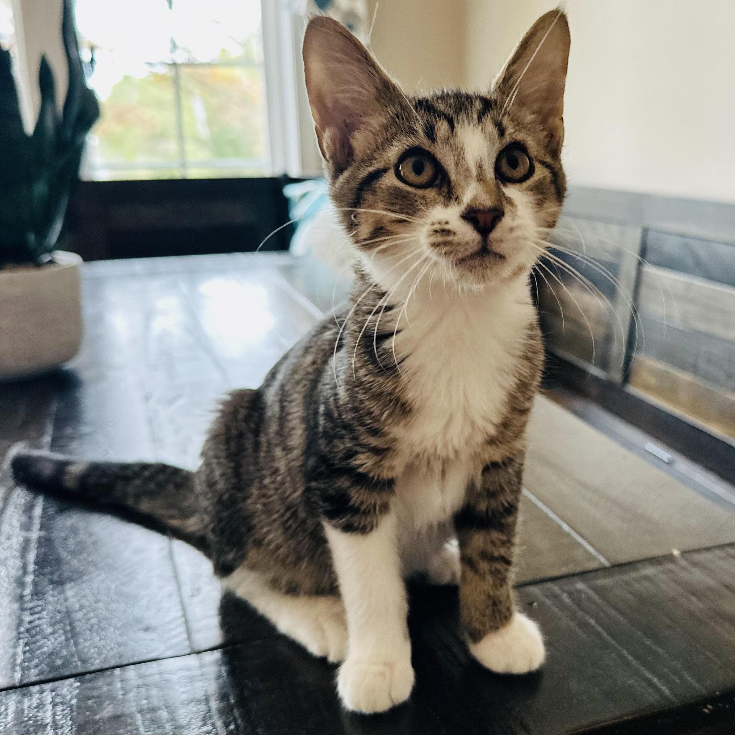 Mars - bonded pair, a Adoptable mixed breed in Norfolk, VA image 1/6