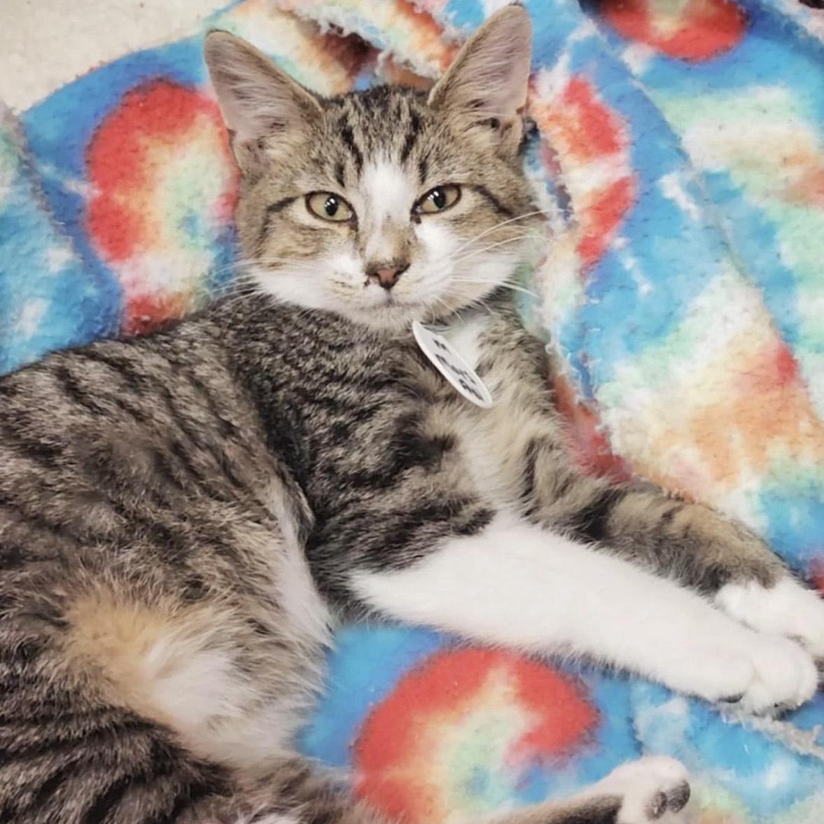 Mars - bonded pair, a Adoptable mixed breed in Norfolk, VA image 3/6