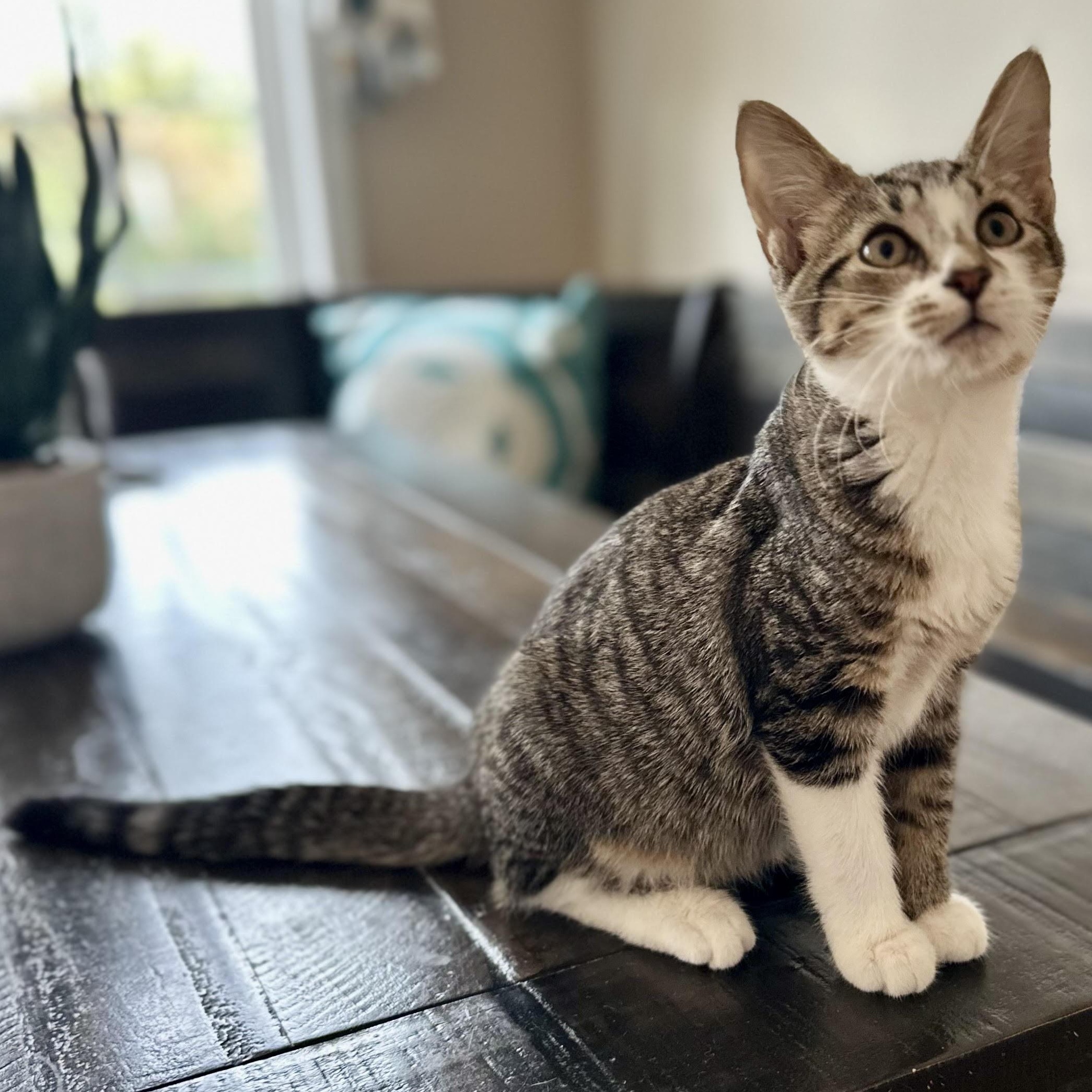 Mars - bonded pair, a Adoptable mixed breed in Norfolk, VA image 5/6