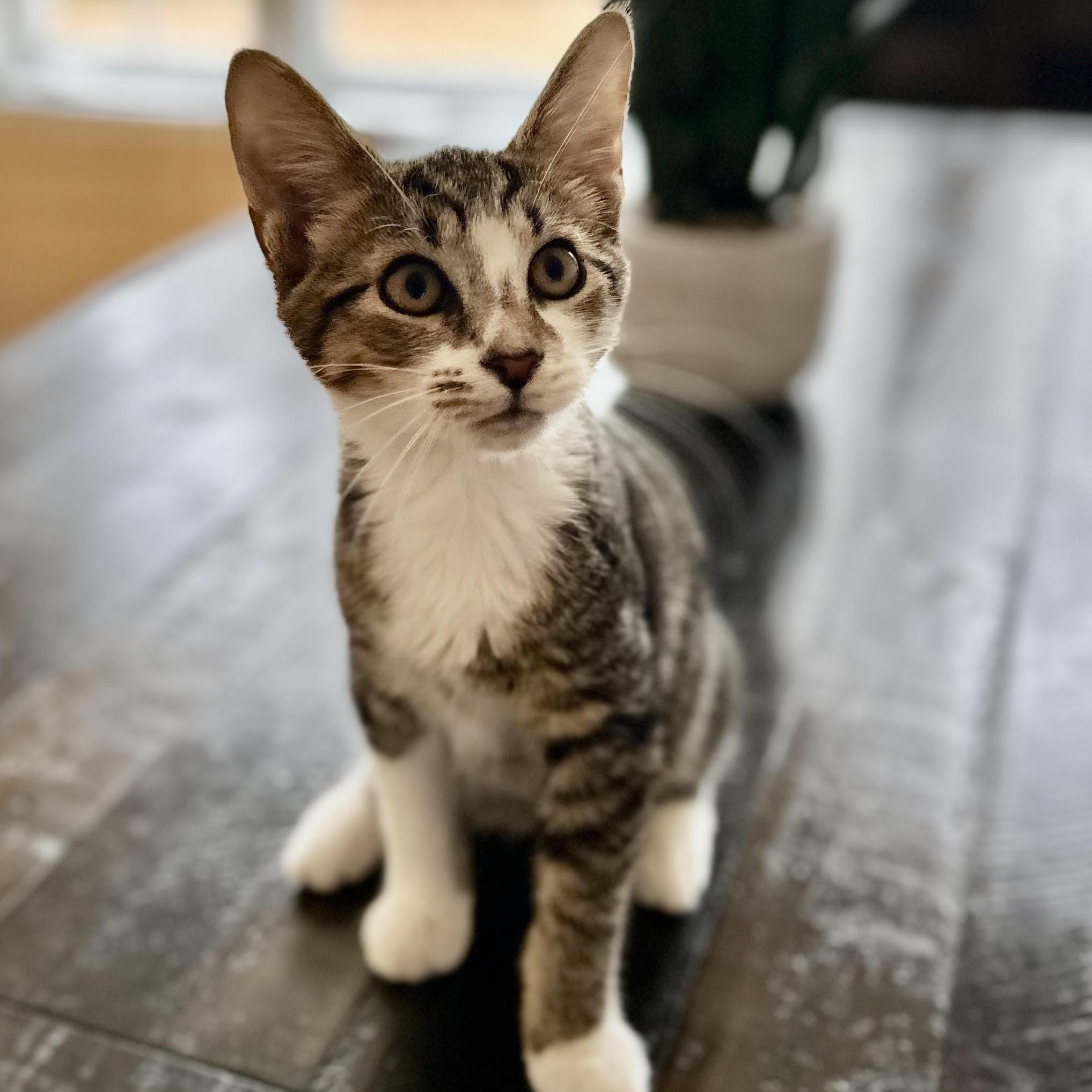 Mars - bonded pair, a Adoptable mixed breed in Norfolk, VA image 4/6