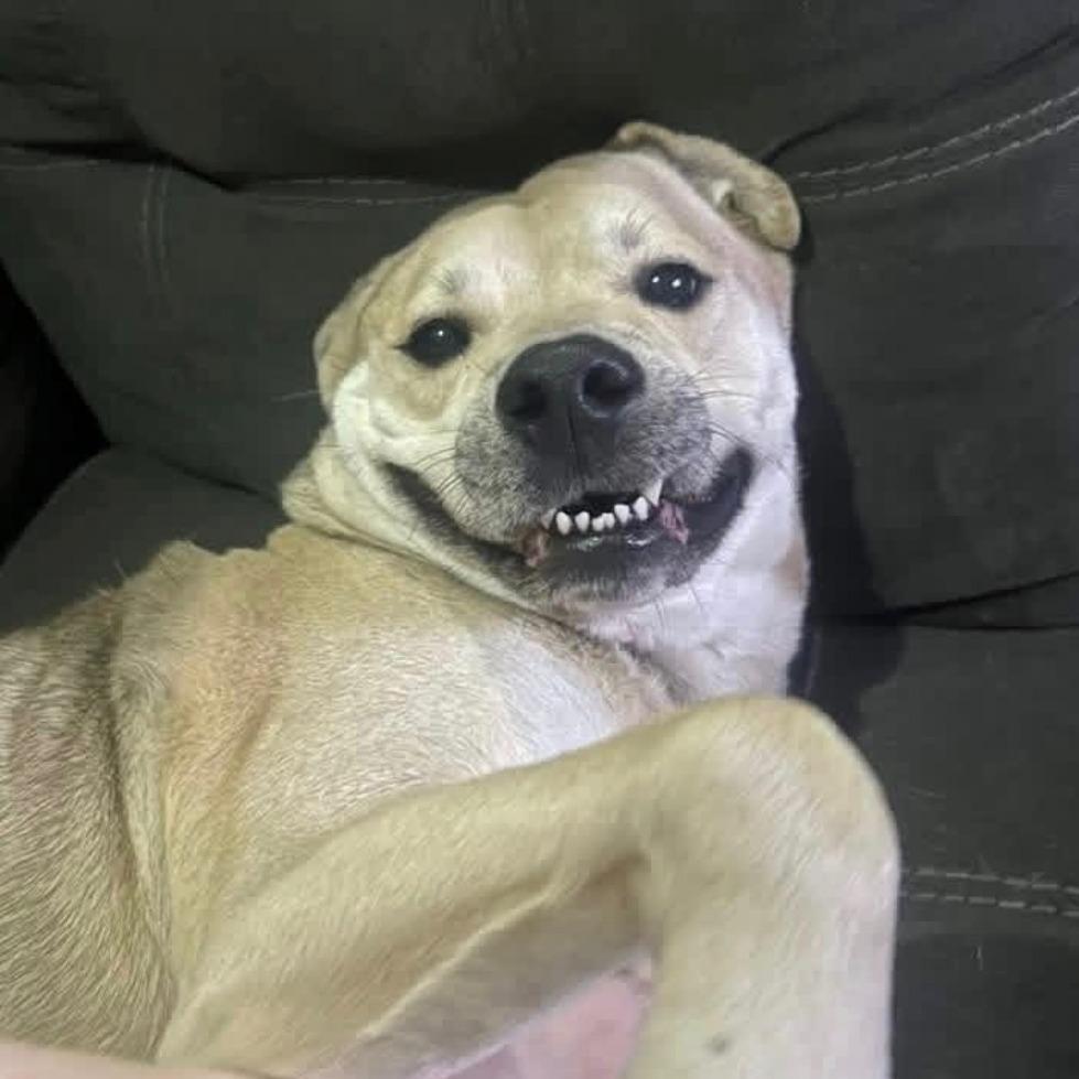 Sparky, Adoptable, Adult Male Mixed Breed.