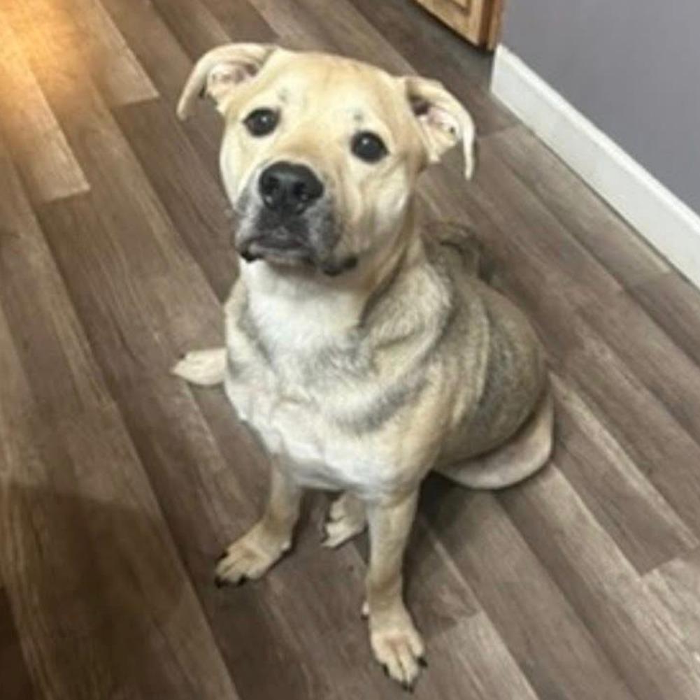 Sparky, a Adoptable Mixed Breed in Huntsville, AL image 2/6