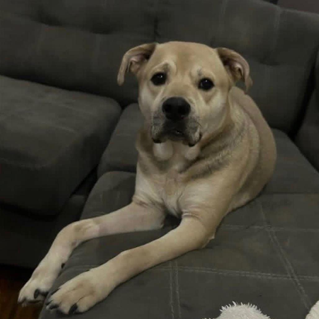 Sparky, a Adoptable Mixed Breed in Huntsville, AL image 3/6