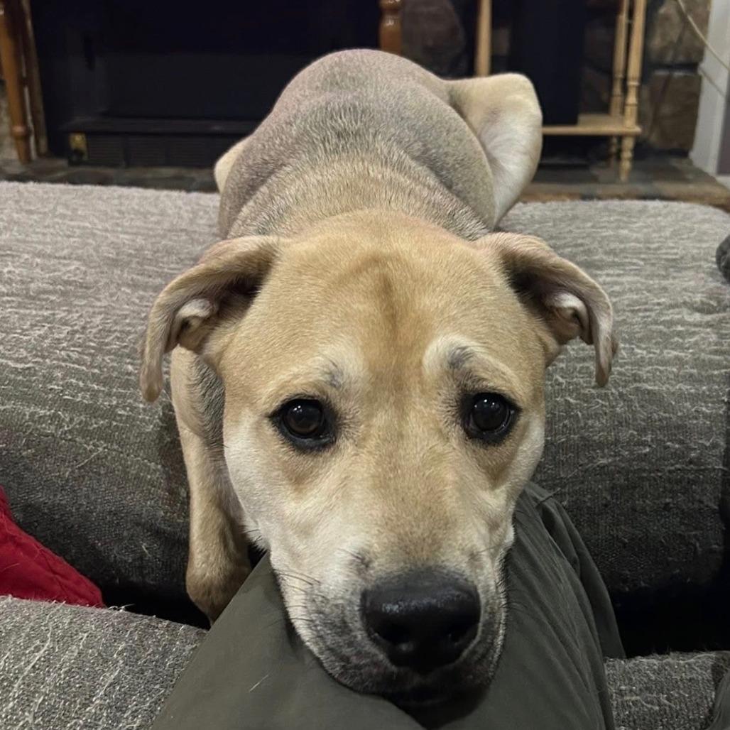 Sparky, a Adoptable Mixed Breed in Huntsville, AL image 4/6