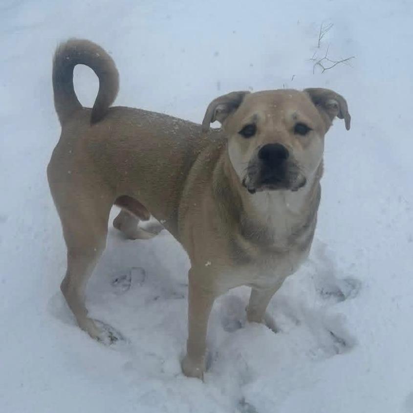 Sparky, a Adoptable Mixed Breed in Huntsville, AL image 6/6