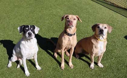 Enlarge Lucky, a ADOPTABLE Mixed Breed in Athens, GA image 4/4