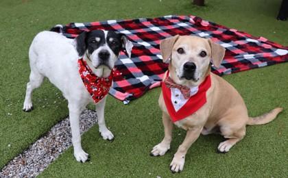 Enlarge Lucky, a ADOPTABLE Mixed Breed in Athens, GA image 3/4