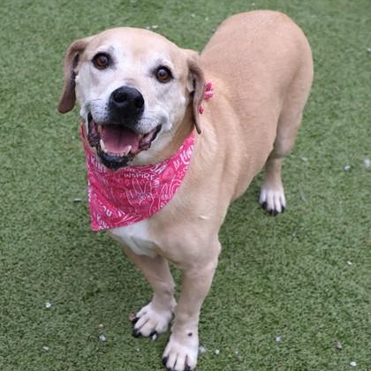 Enlarge Lucky, a ADOPTABLE Mixed Breed in Athens, GA image 2/4