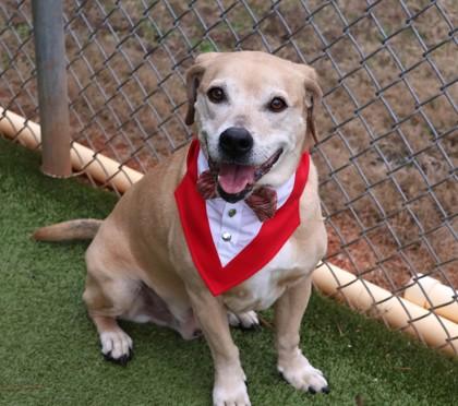 Enlarge Lucky, a ADOPTABLE Mixed Breed in Athens, GA image 1/4