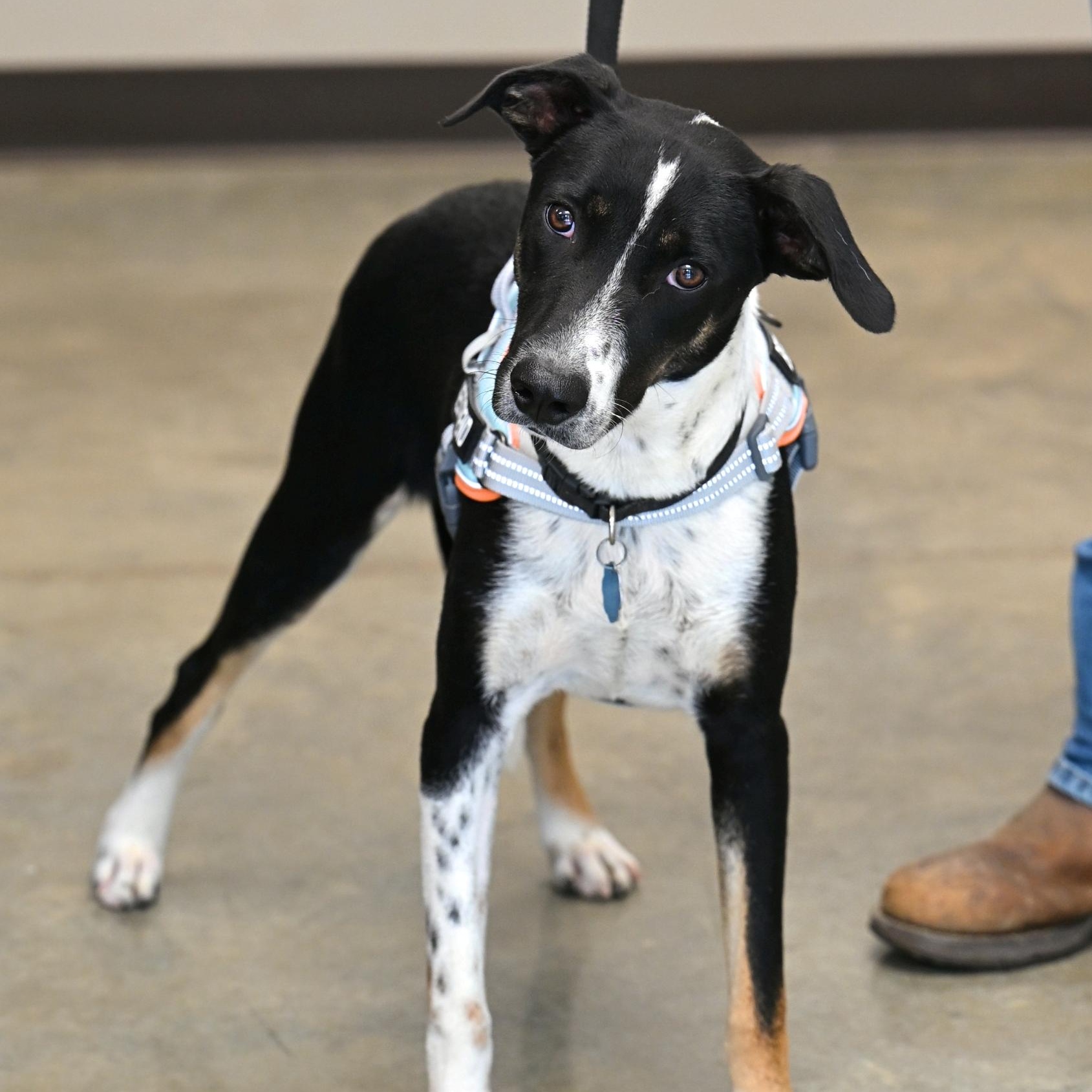 Enlarge Bob, a Adoptable mixed breed in Hot Springs, AR image 1/1