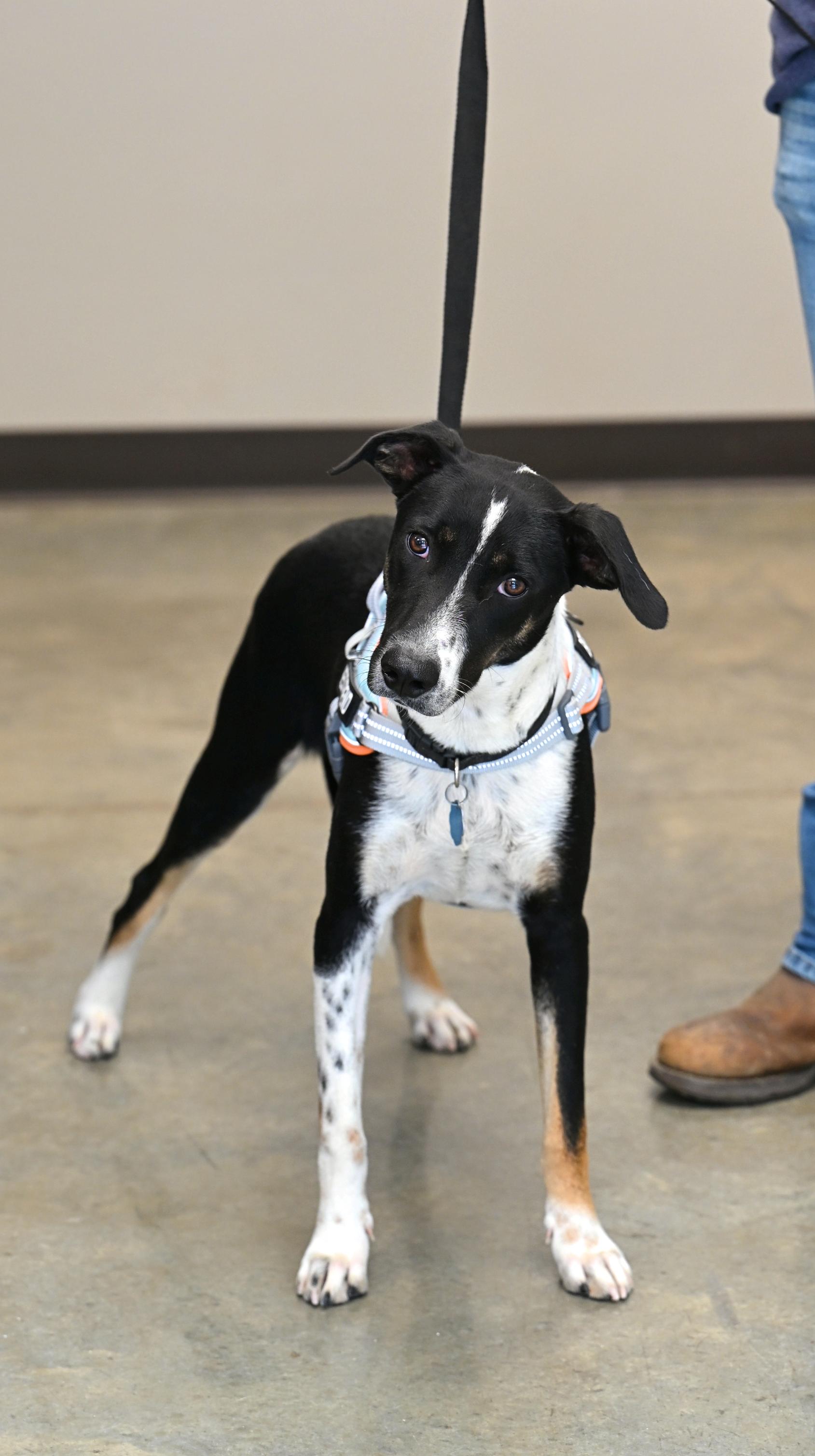 Enlarge Bob, a Adoptable mixed breed in Hot Springs, AR image 1/1