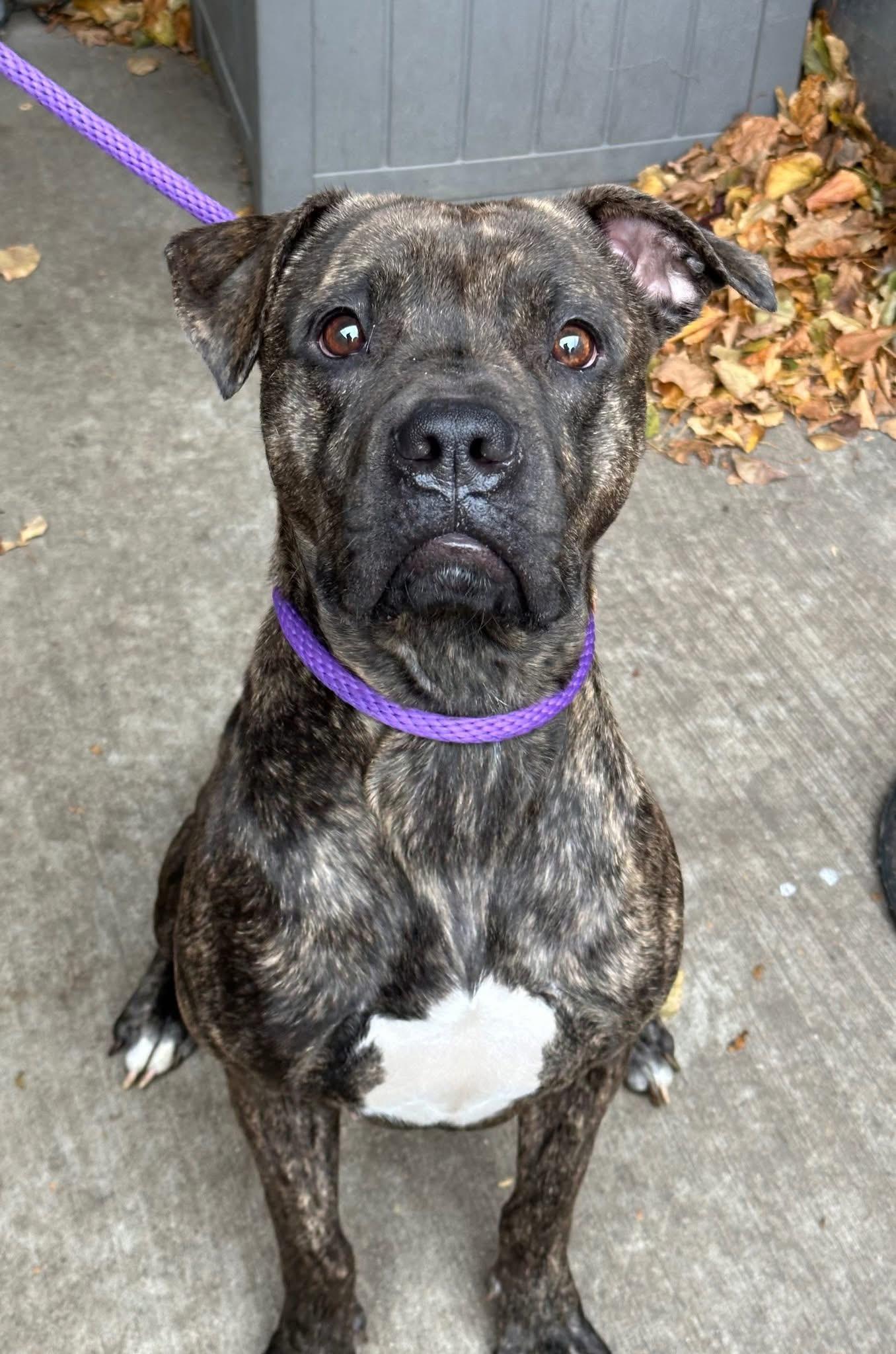 Emerald, adoptable, Adult Female Pit Bull Terrier.