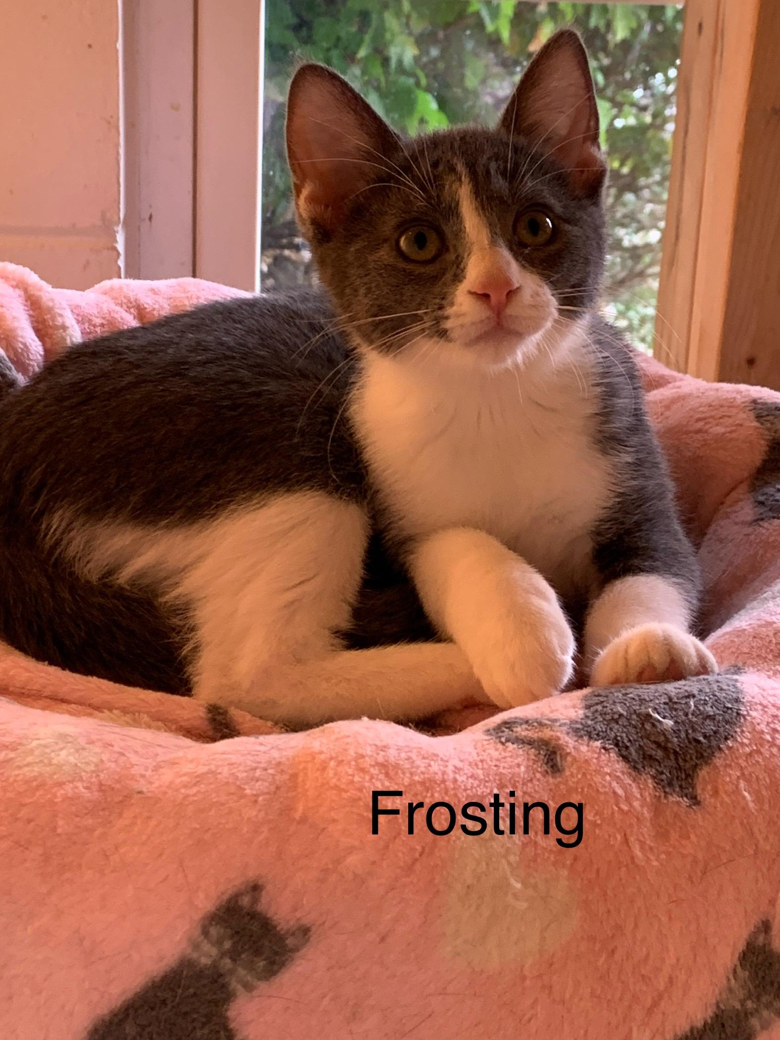 Enlarge Princess Frostine, a Adoptable Domestic Short Hair in Saint Charles, MO image 1/1