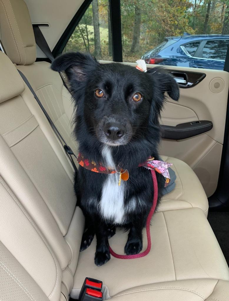 Jetta (Courtesy Post), Adoptable, Adult Female Australian Shepherd.