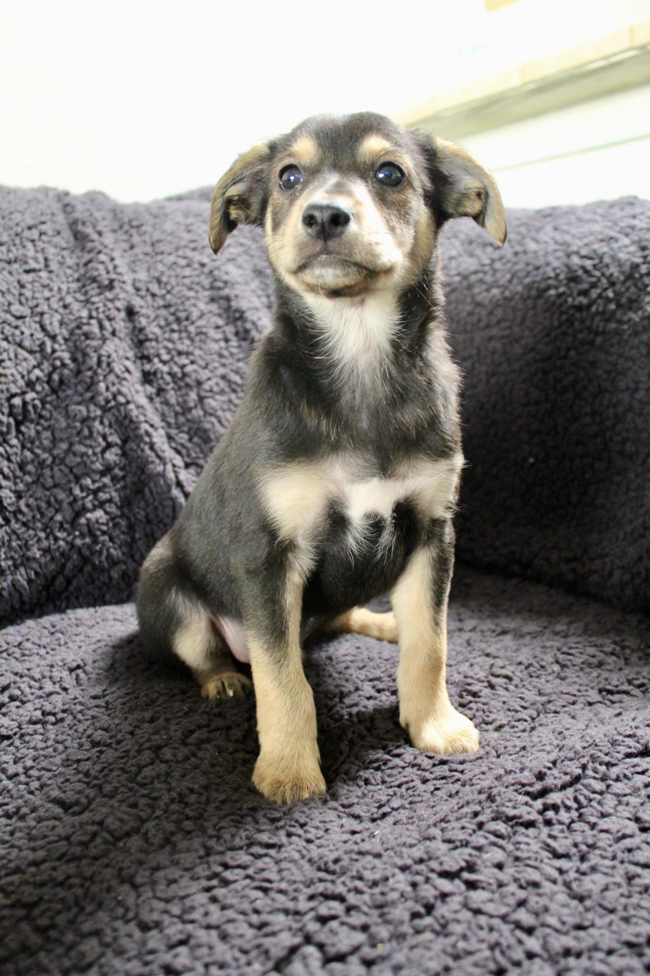 Enlarge Lil smokey , a ADOPTABLE mixed breed in Rialto, CA image 1/1