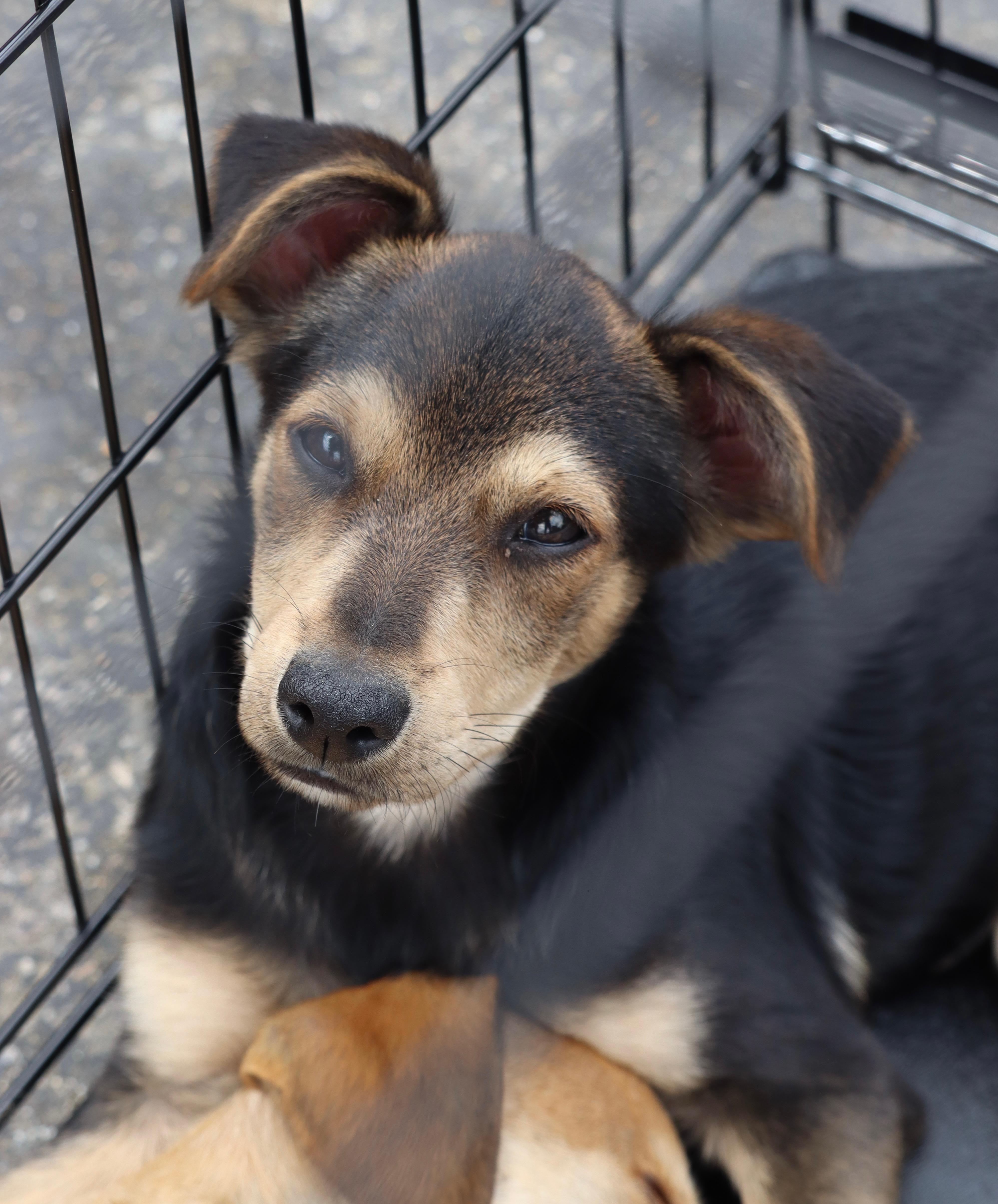 Lil smokey , an adopted mixed breed in Rialto, CA image 2/2