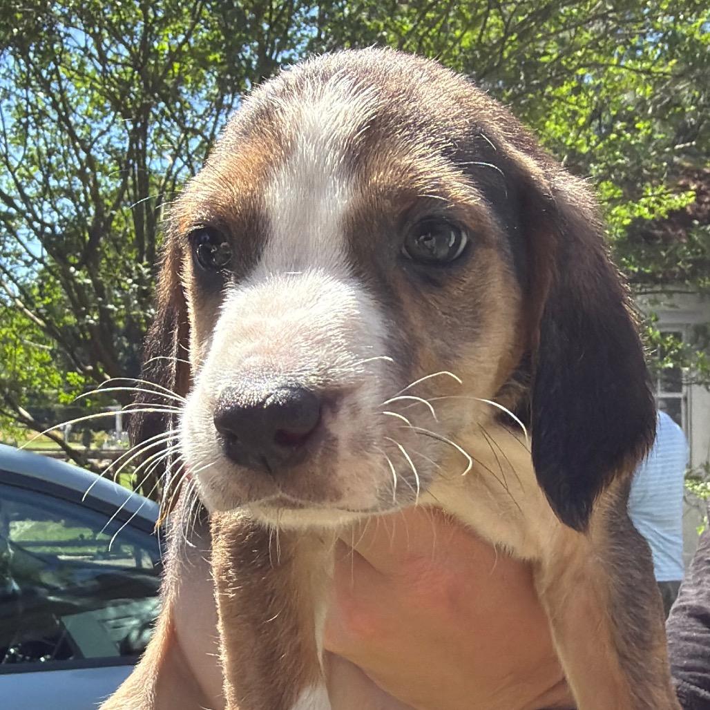 Enlarge Bobby, a ADOPTABLE mixed breed in Richmond, VA image 3/4