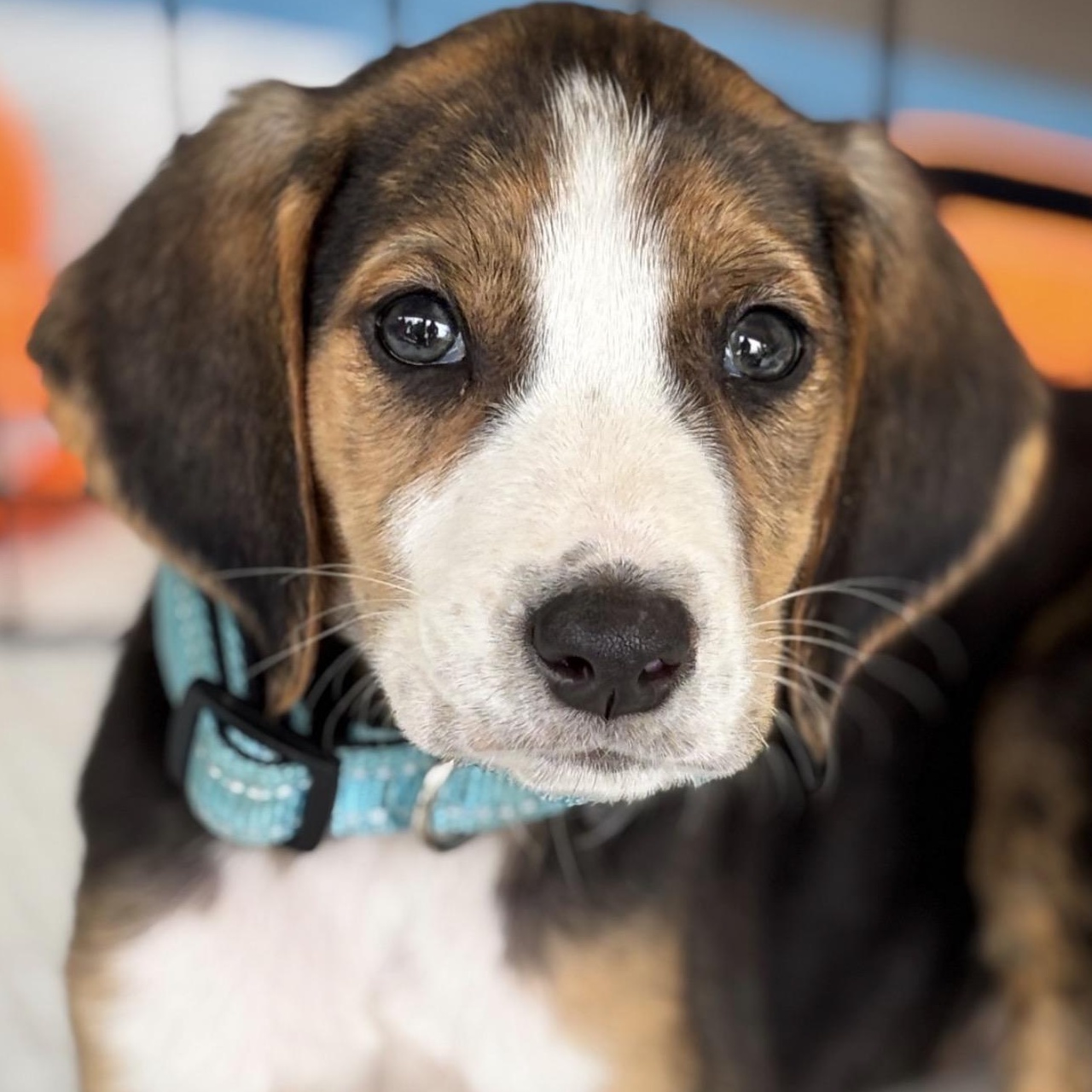 Enlarge Bobby, a ADOPTABLE mixed breed in Richmond, VA image 1/4