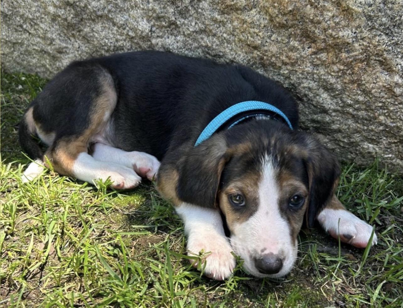 Bobby, ADOPTABLE, Puppy Male Hound.