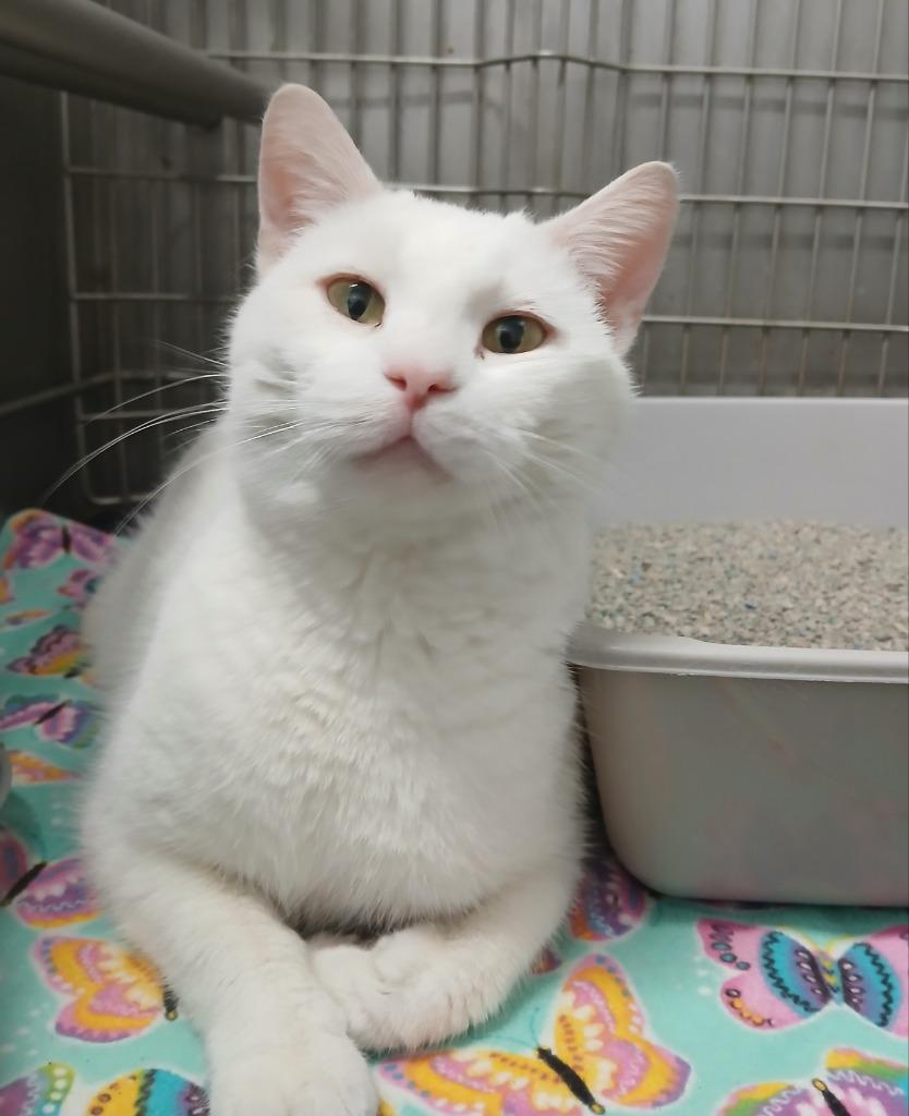 Yuki, Adoptable, Adult Female Domestic Short Hair.