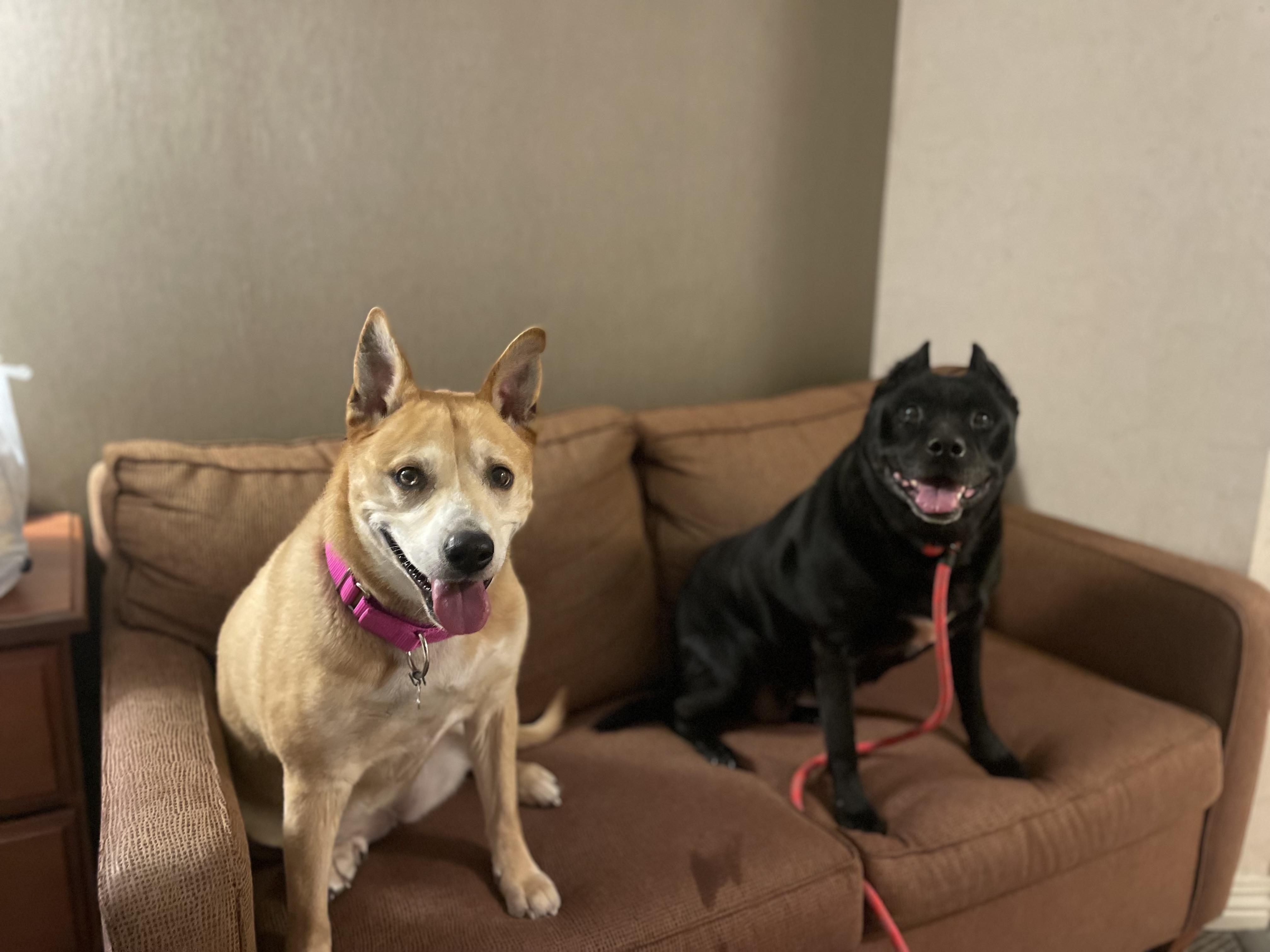 Kelsie (Fee SPONSORED), a Adoptable mixed breed in Portland, ME image 6/6