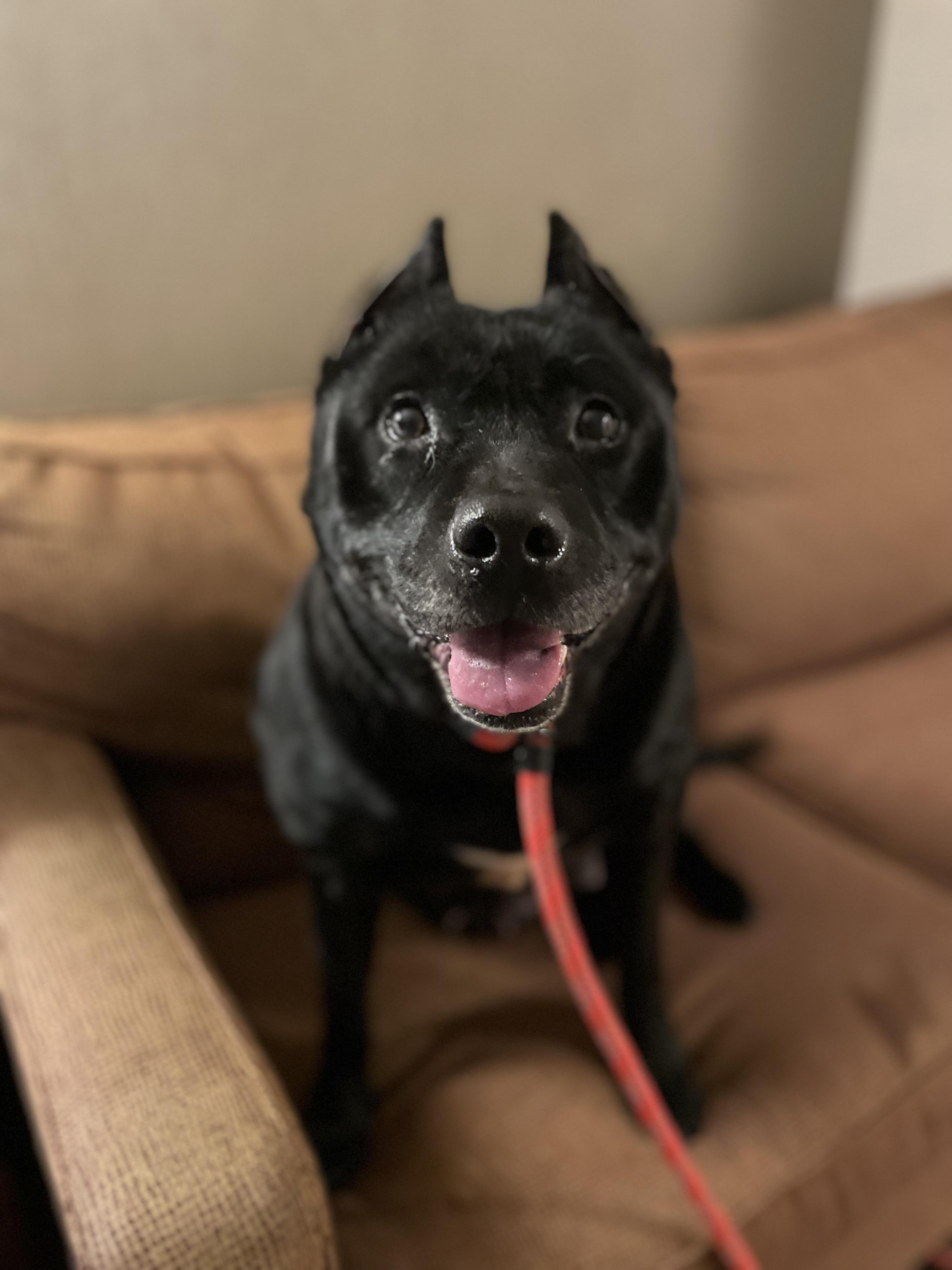 Kelsie (Fee SPONSORED), a Adoptable mixed breed in Portland, ME image 2/6