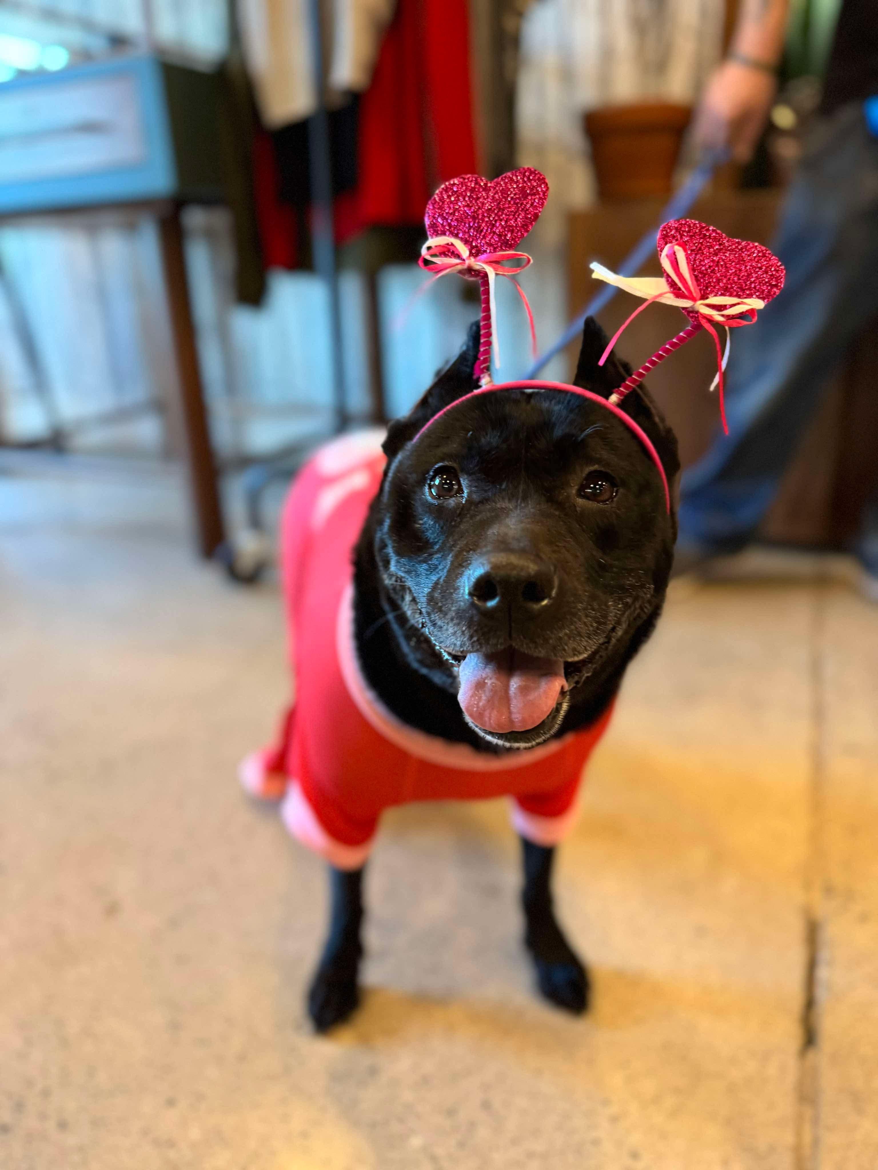 Kelsie (Fee SPONSORED), a Adoptable mixed breed in Portland, ME image 3/6