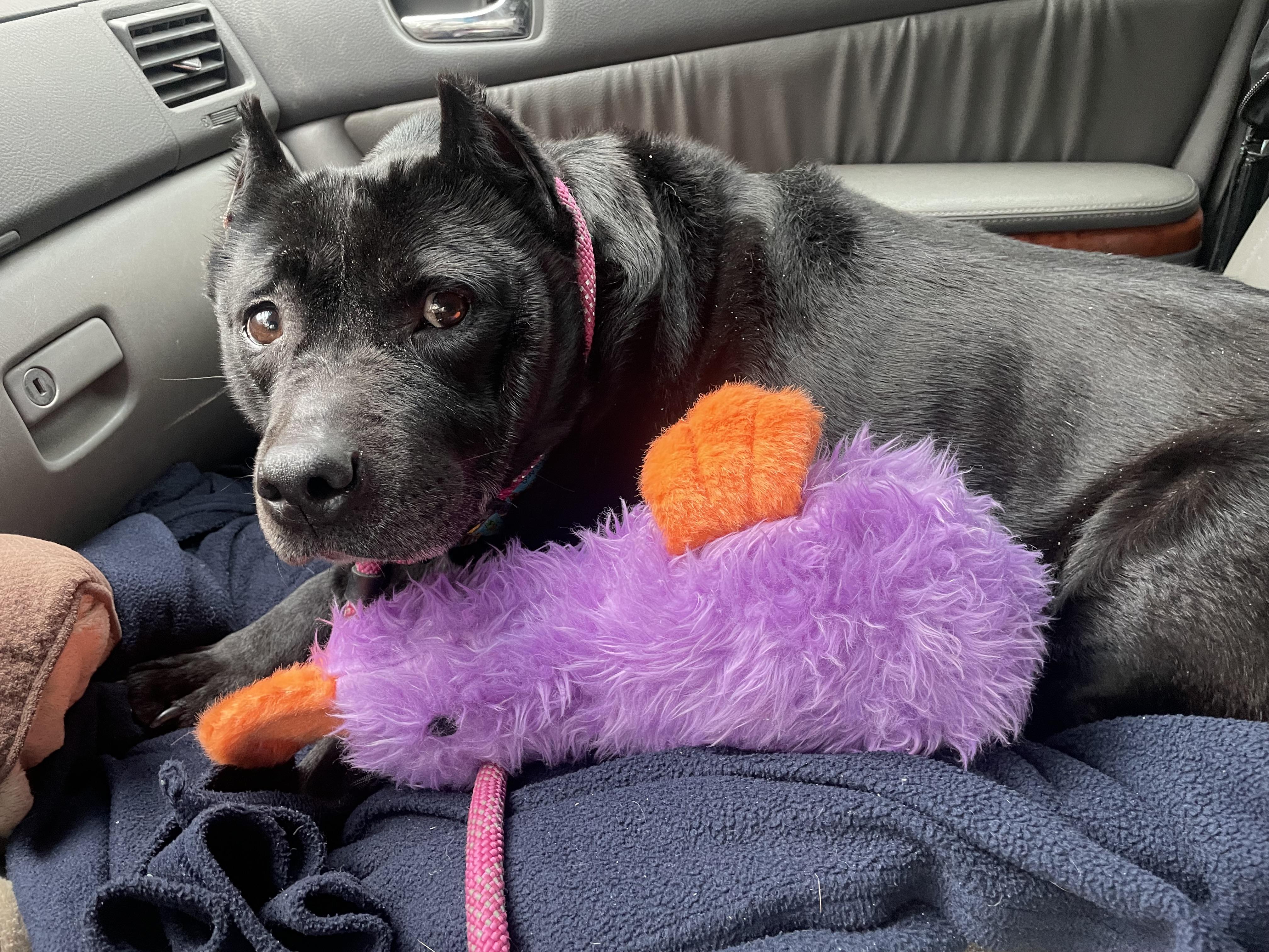 Kelsie (Fee SPONSORED), a Adoptable mixed breed in Portland, ME image 4/6