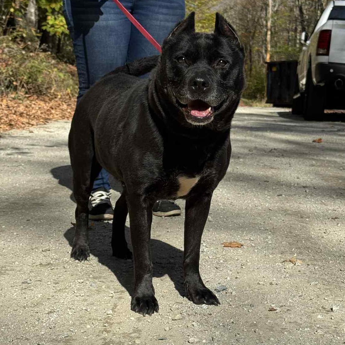 Kelsie (Fee SPONSORED), Adoptable, Senior Female Cane Corso.