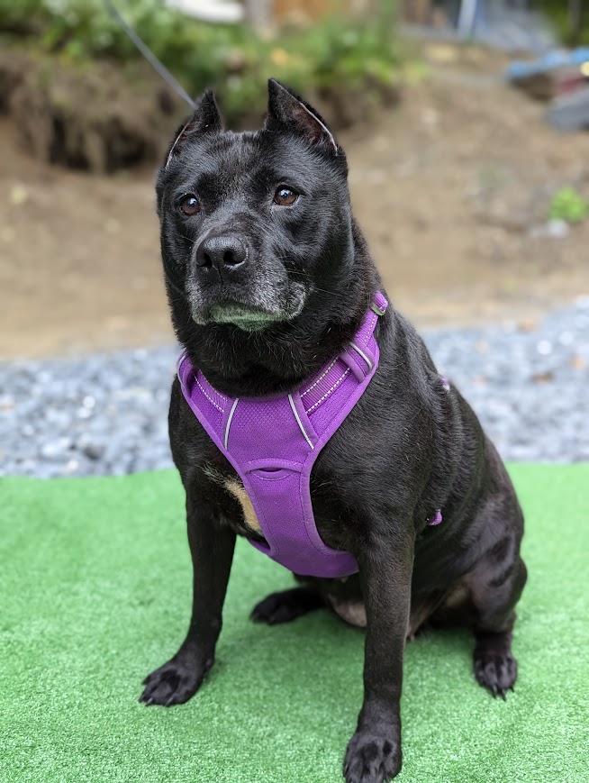 Kelsie (Fee SPONSORED), a Adoptable mixed breed in Portland, ME image 5/6