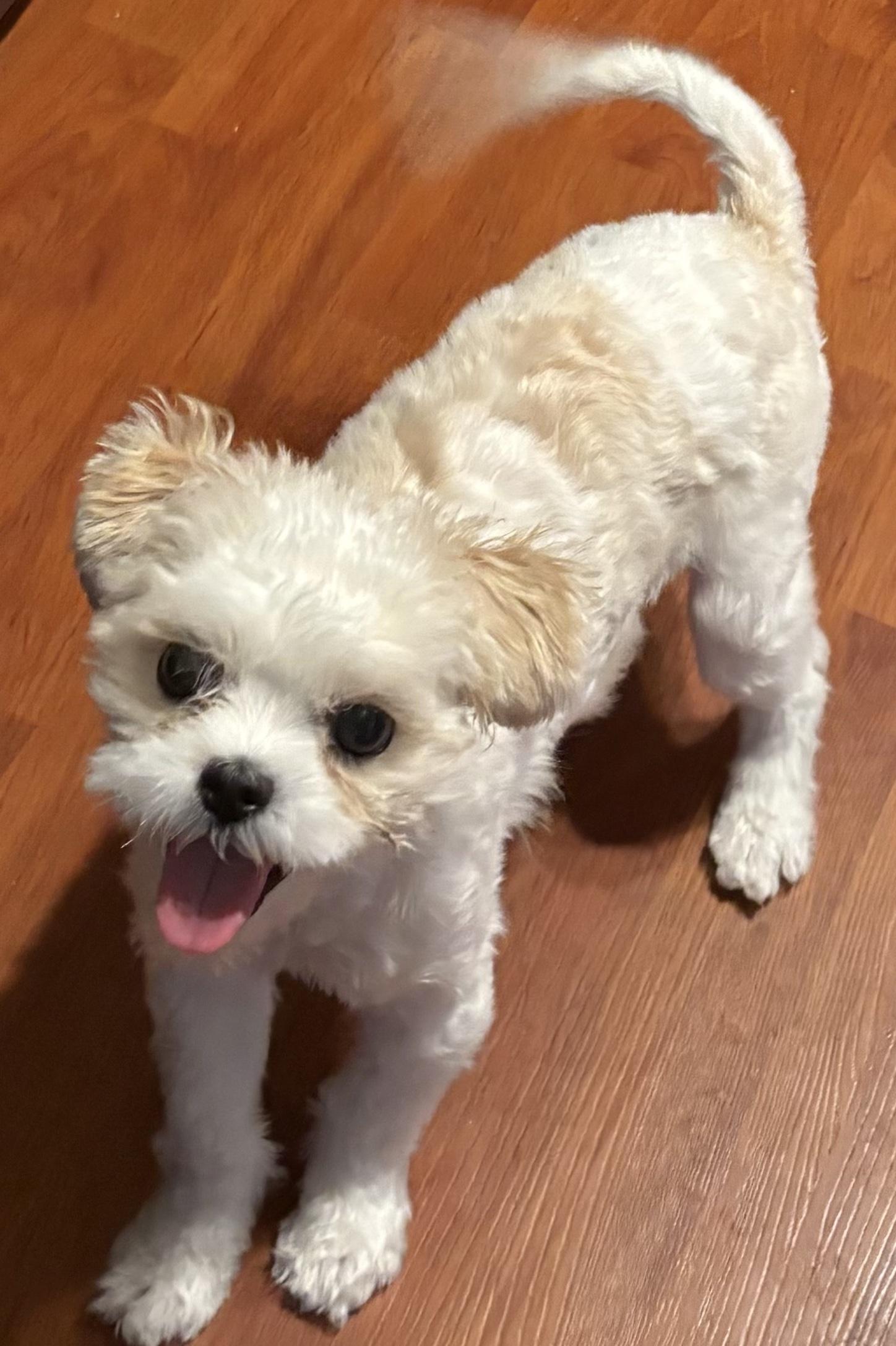 Lily, adopted, Young Female Maltese & Shih Tzu.
