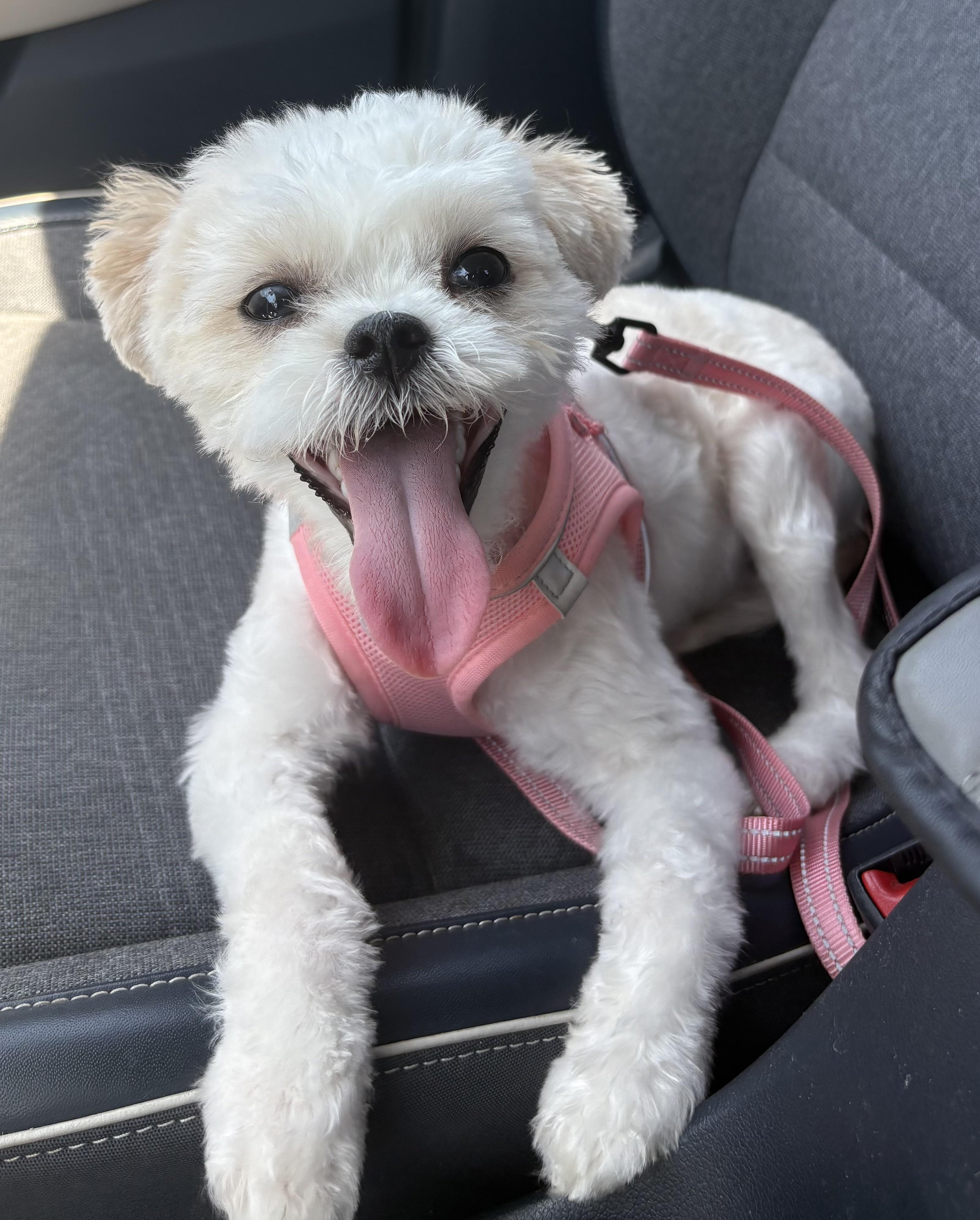 Lily, an adopted mixed breed in Covina, CA image 2/2