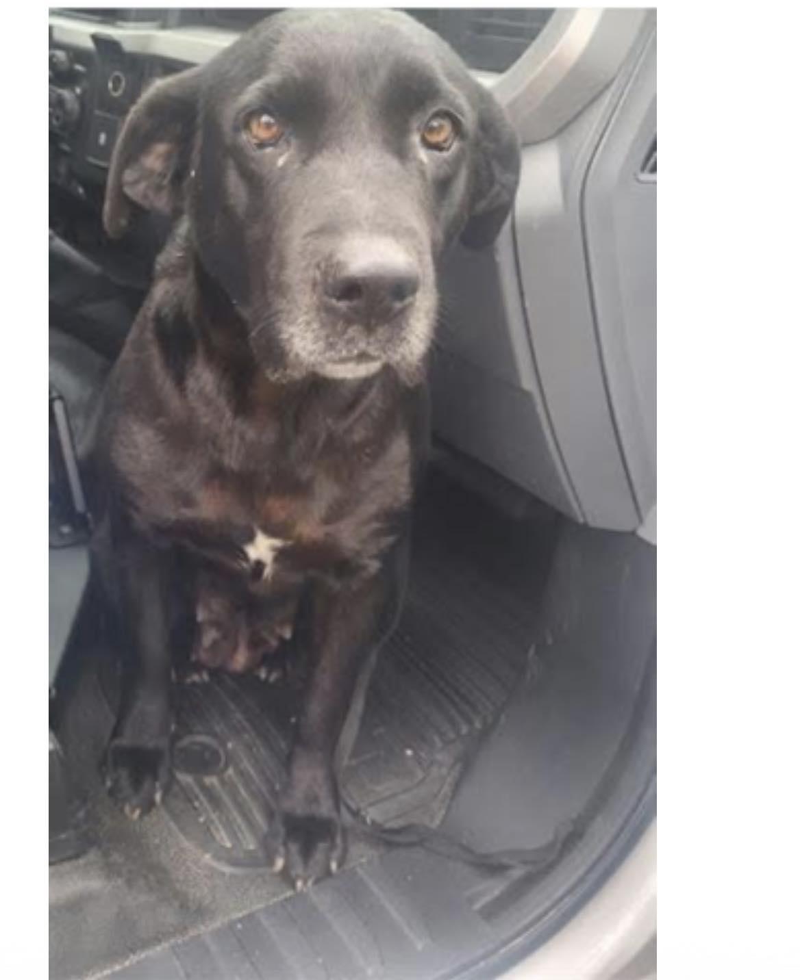 Belle, ADOPTABLE, Young Female Black Labrador Retriever.