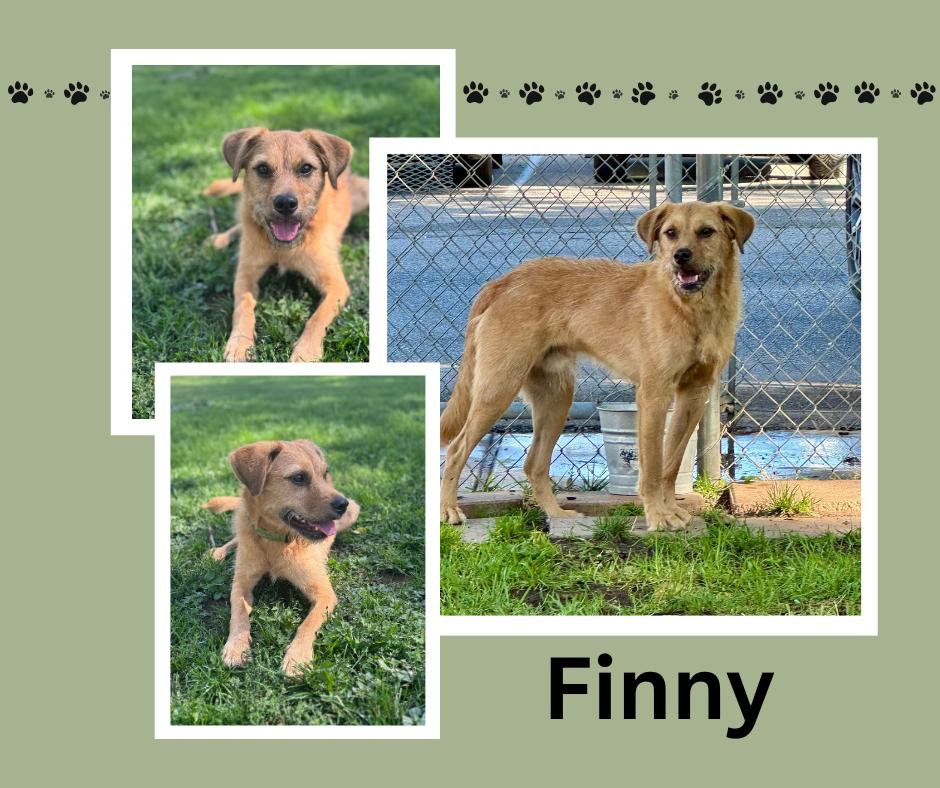 Finny, a Adoptable mixed breed in Albuquerque, NM image 1/4
