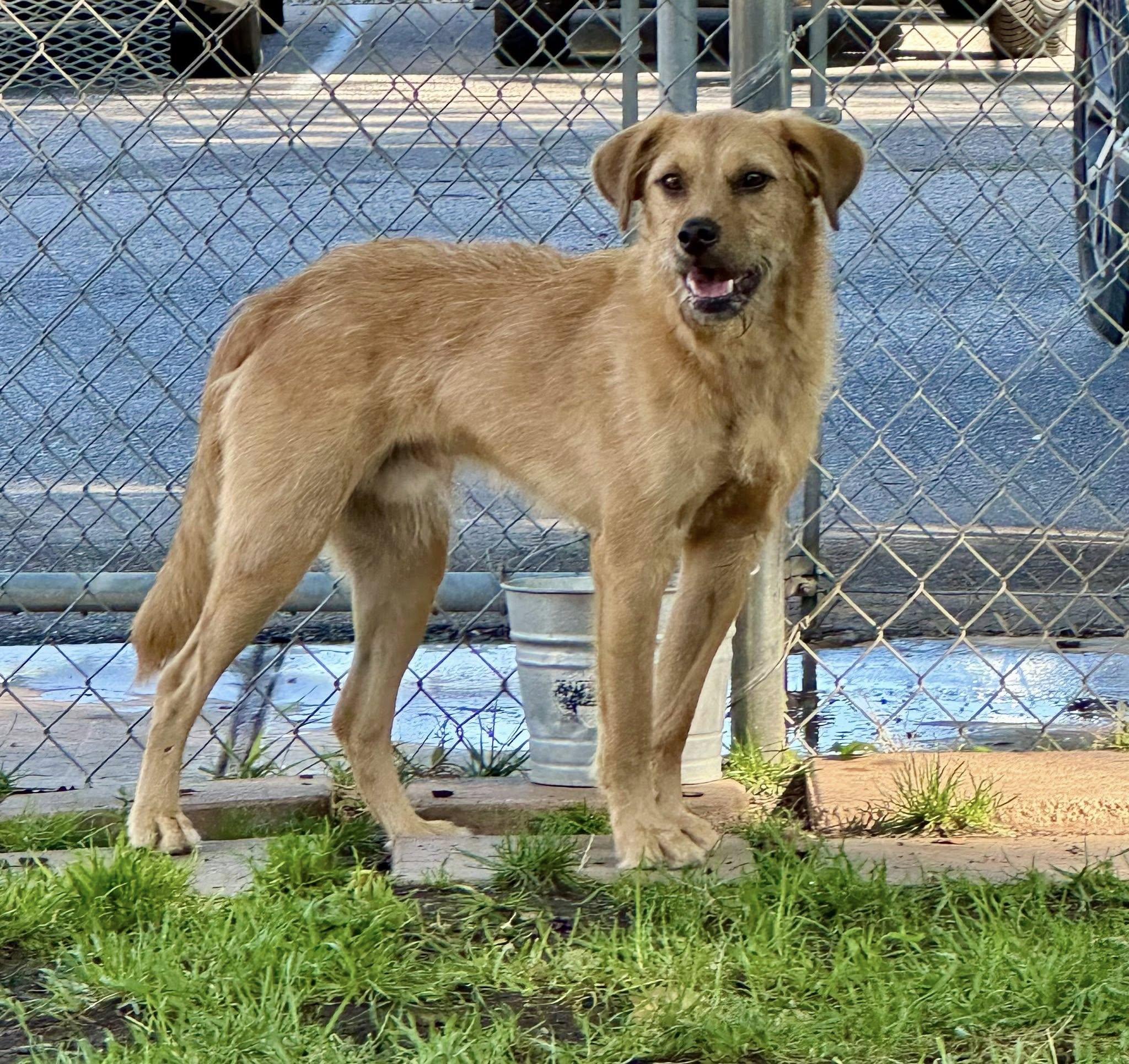 Finny, a Adoptable mixed breed in Albuquerque, NM image 2/4