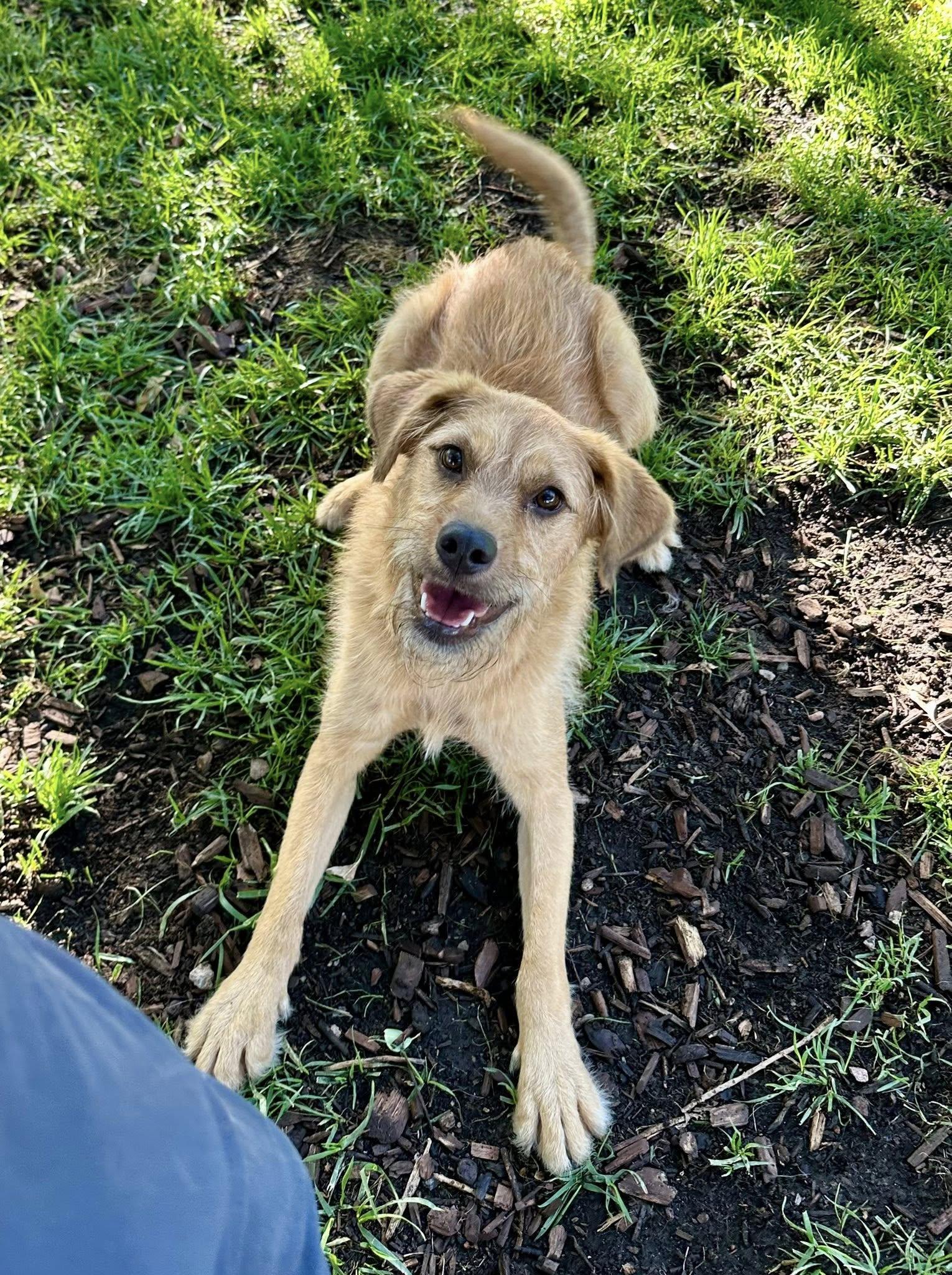Finny, a Adoptable mixed breed in Albuquerque, NM image 4/4