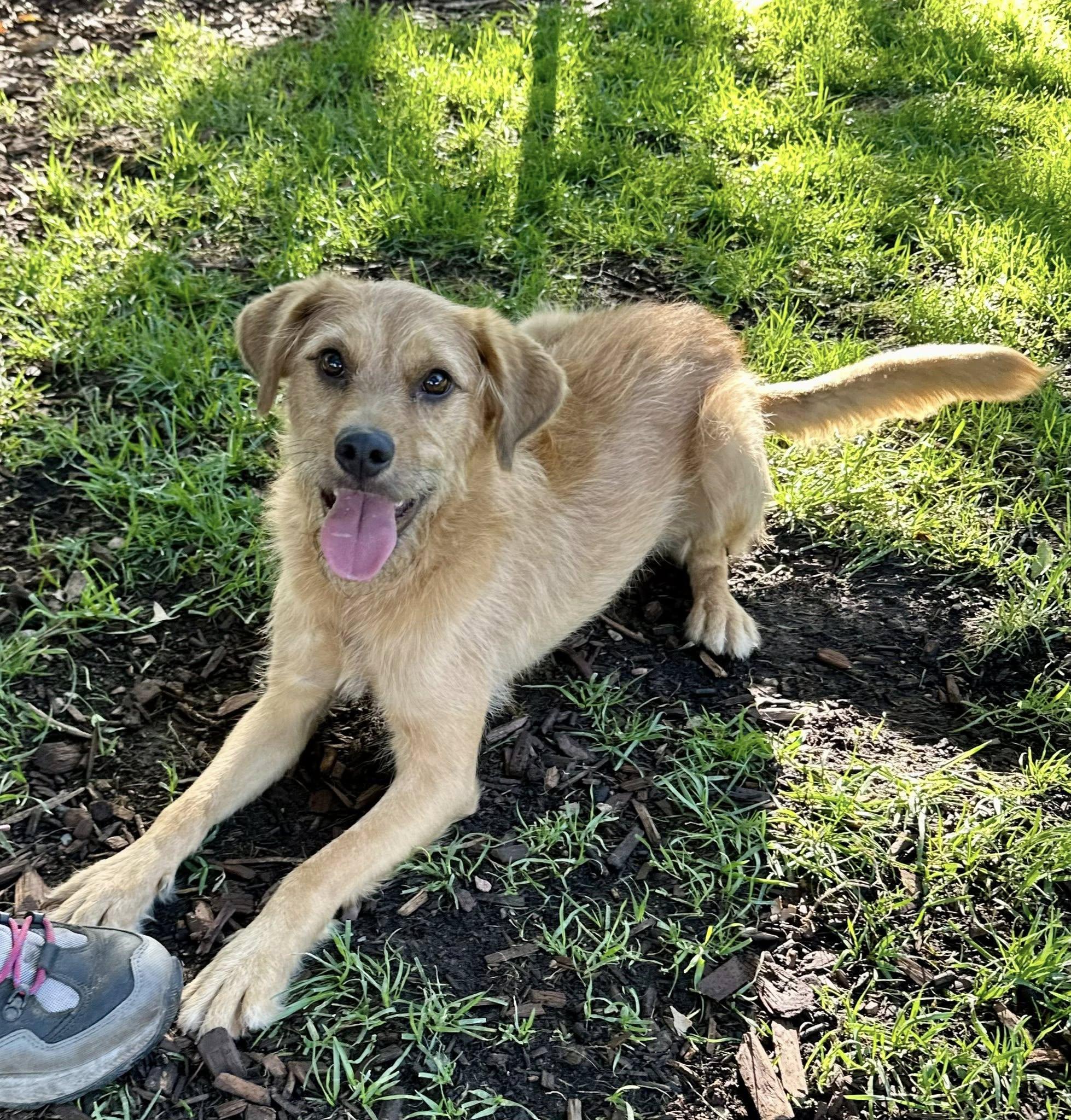 Finny, a Adoptable mixed breed in Albuquerque, NM image 3/4