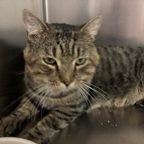 Cronut, ADOPTABLE, Adult Male Domestic Short Hair.