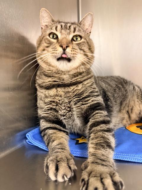 Cronut, Adoptable, Adult Male Domestic Short Hair.