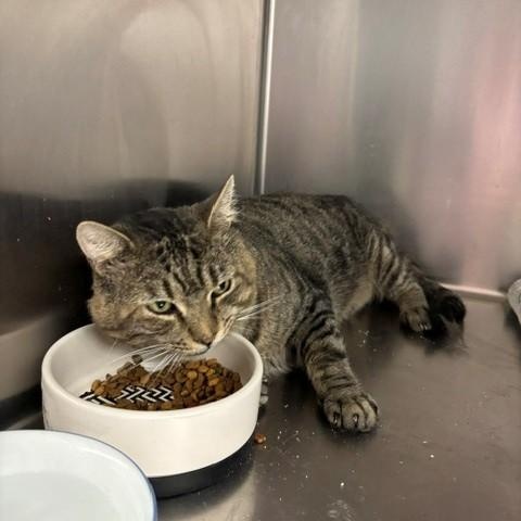Cronut, a ADOPTABLE Domestic Short Hair in Braintree, MA image 5/5