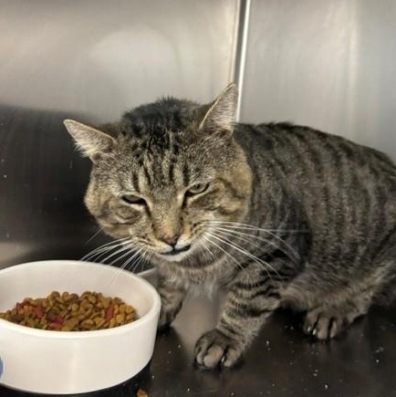 Cronut, a ADOPTABLE Domestic Short Hair in Braintree, MA image 2/5