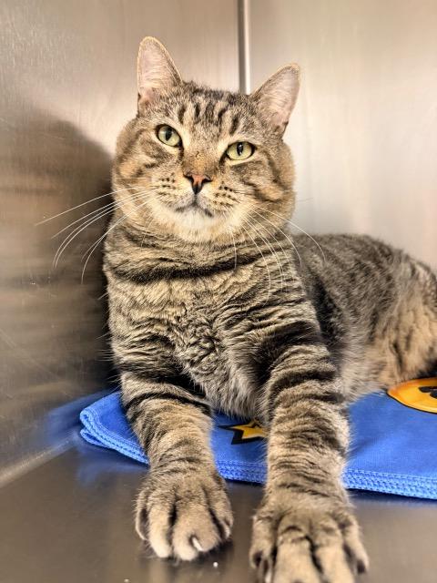 Enlarge Cronut, a Adoptable Domestic Short Hair in Braintree, MA image 2/5