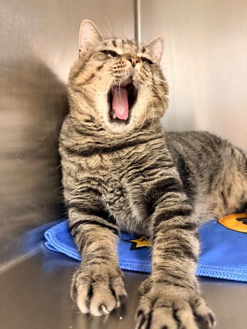 Enlarge Cronut, a Adoptable Domestic Short Hair in Braintree, MA image 3/5