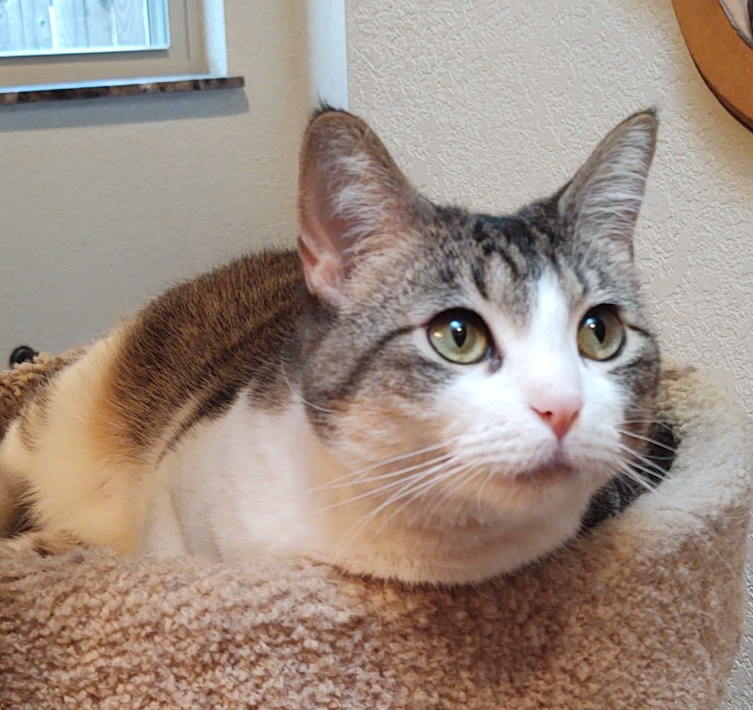 Hazel, Adoptable, Adult Female Domestic Short Hair.