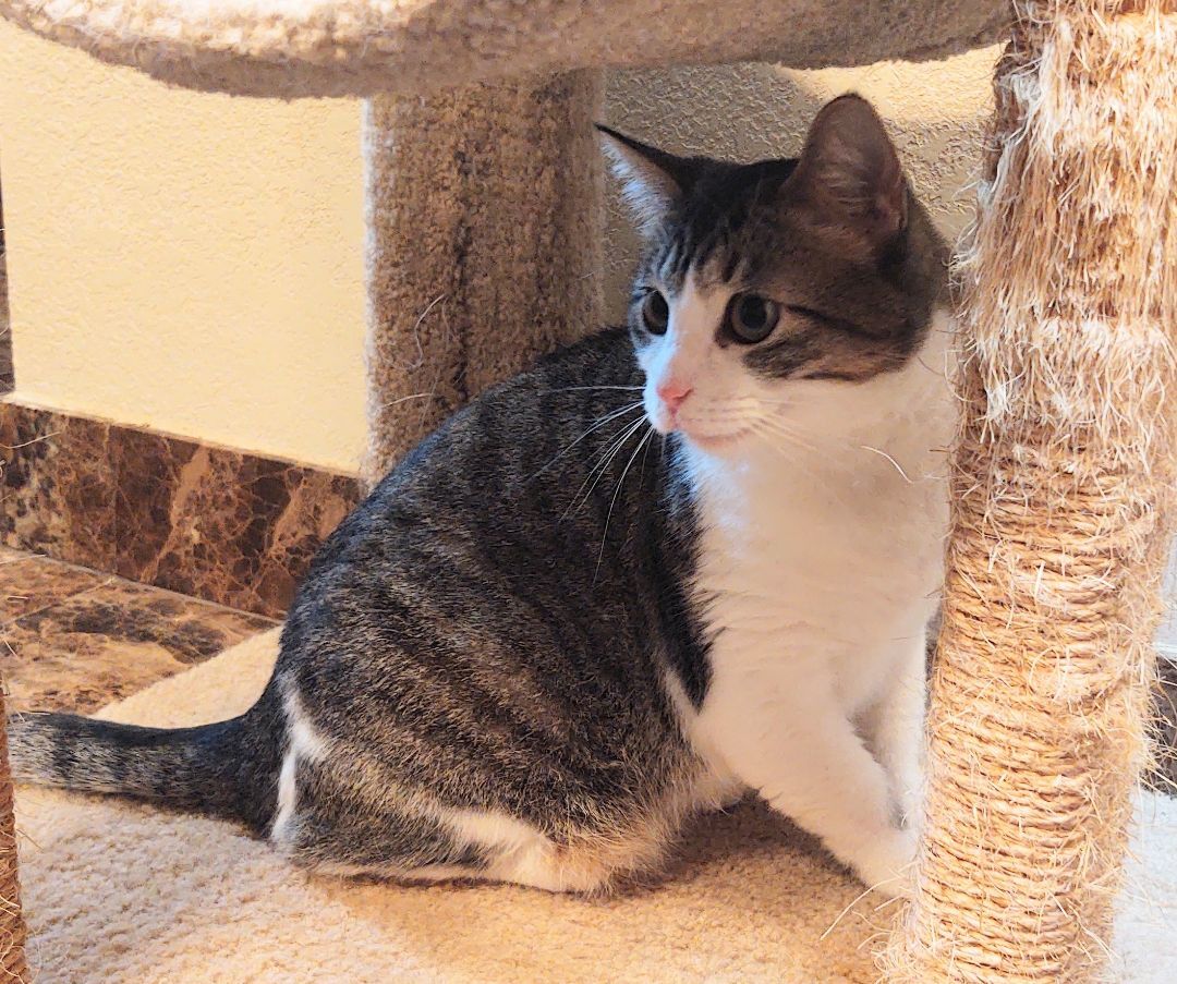 Hazel, a Adoptable mixed breed in Oklahoma City, OK image 2/5