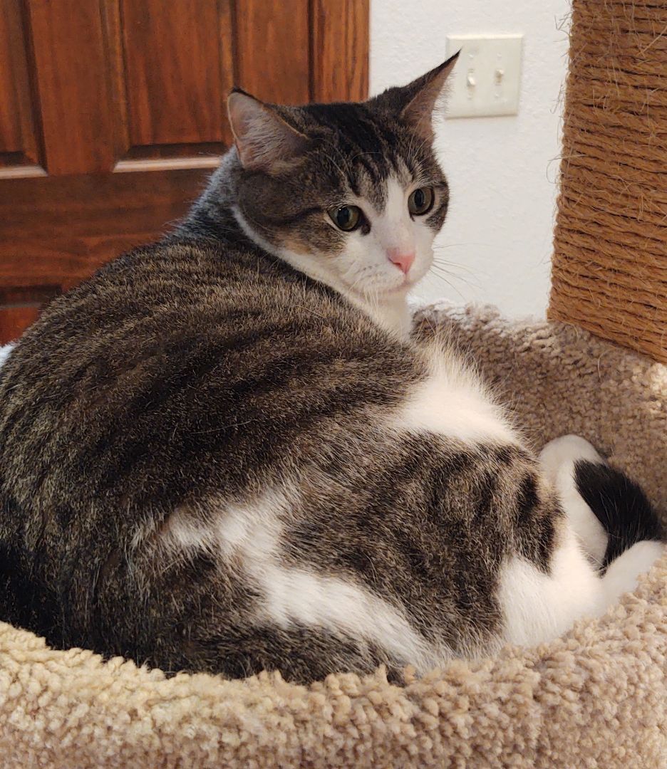 Hazel, a Adoptable mixed breed in Oklahoma City, OK image 3/5