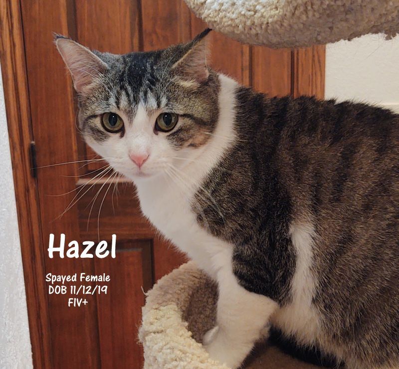 Hazel, a Adoptable mixed breed in Oklahoma City, OK image 4/5