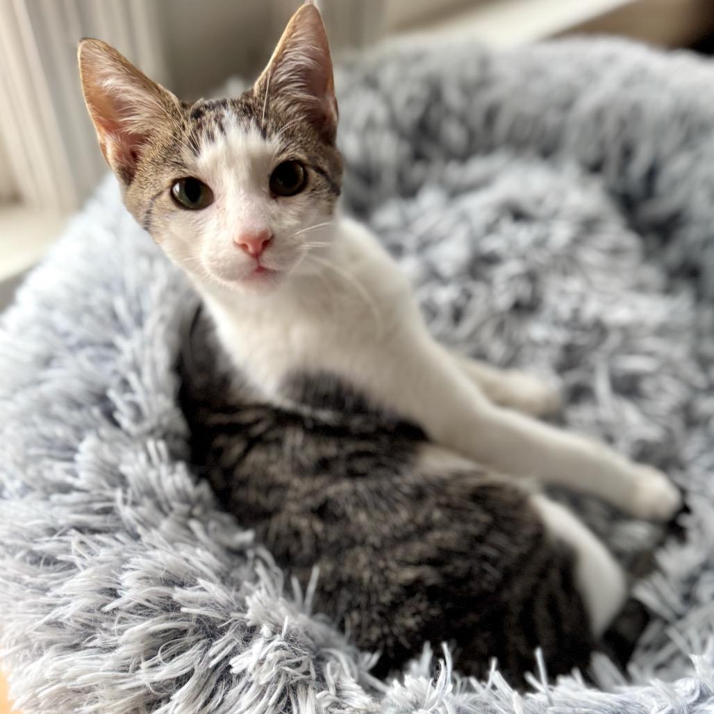 Raphael — thumbnail 2