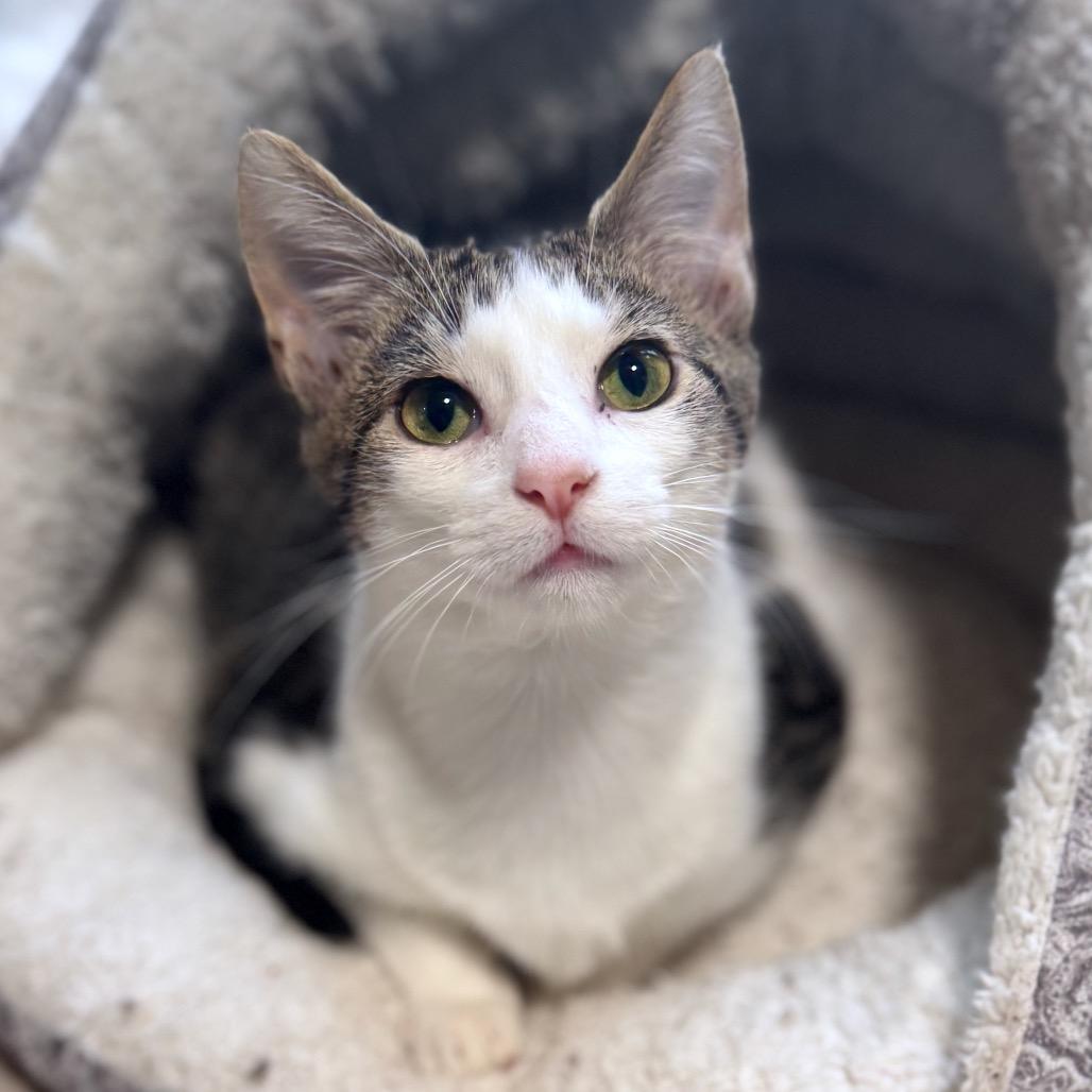 Raphael — thumbnail 3